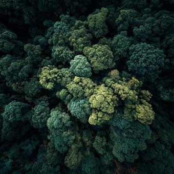 森の多様性、美しいグラデーション 森の多様性、美しいグラデーションの写真