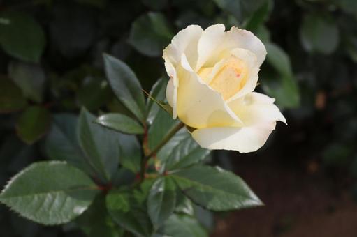 バラ園に咲く淡い色の薔薇を撮りました 花,薔薇,自然の写真素材