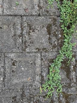 コンクリートと緑の写真