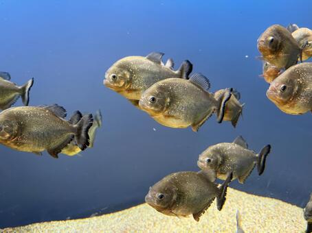 ピラニアの群れ ピラニア,魚,魚類の写真素材