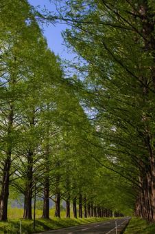 【滋賀県】メタセコイア並木 【滋賀県】メタセコイア並木 風景,空,滋賀の写真素材