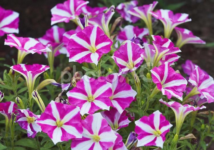 花壇のペチュニア ペチュニア,花,花びらの写真素材