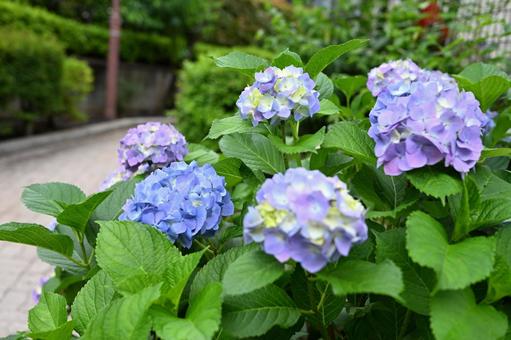 梅雨の晴れ間に咲く青い紫陽花 梅雨の晴れ間に咲く青い紫陽花 紫陽花,アジサイ,あじさいの写真素材
