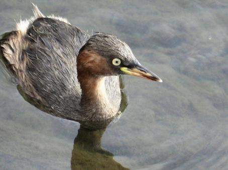 川面で佇むカイツブリ 川面で佇むカイツブリの写真