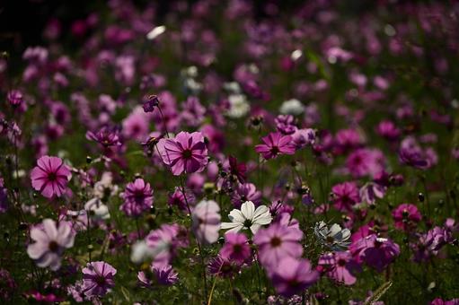 コスモス畑 コスモス,秋桜,秋の風景の写真素材
