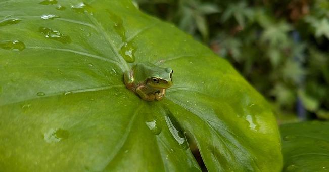 雨上がりの緑の葉とアマガエル カエル,葉,緑の写真素材