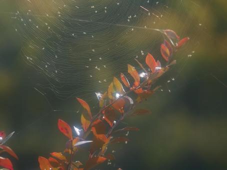 背景に合う紅葉と蜘蛛の巣 紅葉,蜘蛛の巣,ボケの写真素材
