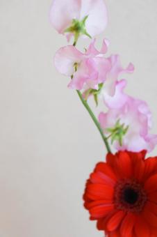 Sweet pea and gerbera, JPG Sweet pea and gerbera, JPG