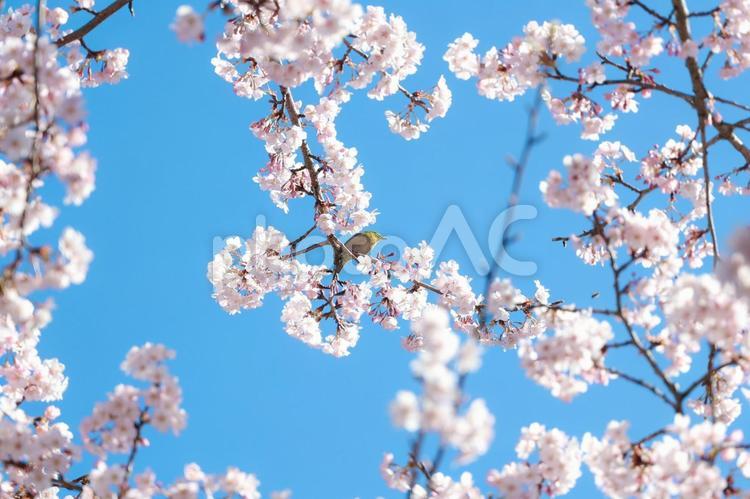 桜の木に止まるメジロ 桜,メジロ,背景素材の写真素材