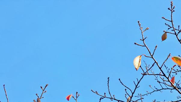 風景：冬枯れの木の葉と青空 木の葉,枝,青空の写真素材