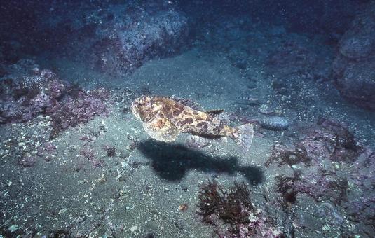 ケムシカジカ ケムシカジカ,海,北海道の写真素材