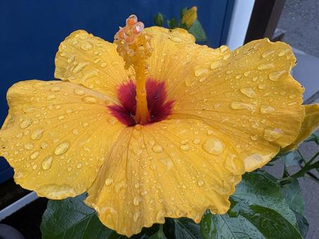 水が滴る黄色のハイビスカス　アップ ハイビスカス,ブッソウゲ,黄色の写真素材