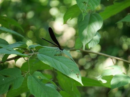 ハグロトンボの写真