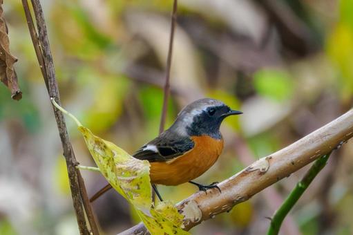ジョウビタキ⒁の写真