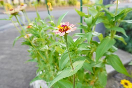 野花 千日草,千日紅,花の写真素材