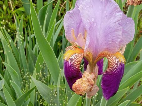 German Iris, JPG German Iris, JPG