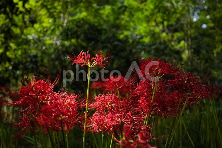 森の緑と曼殊沙華 彼岸花,曼珠沙華,ヒガンバナの写真素材