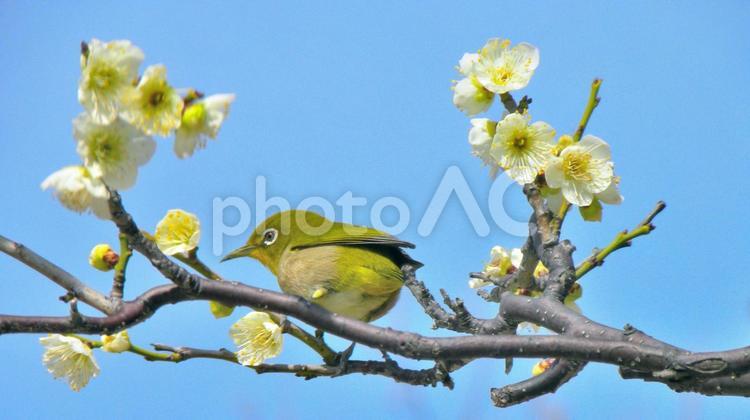 白梅の枝にとまるメジロ_02 メジロ,小鳥,野鳥の写真素材