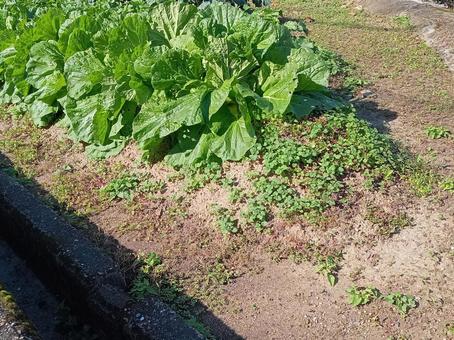 畑 畑,栽培,農業の写真素材