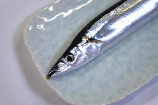 秋刀魚(サンマ)の顔のアップ 秋の味覚 秋刀魚(サンマ)の顔のアップ 秋の味覚の写真