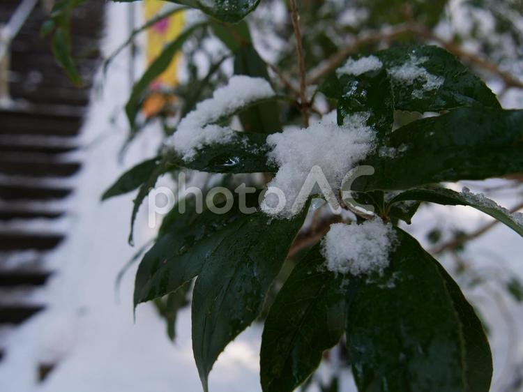 木に積もった綺麗な雪と階段道 コピースペース,スペース,コピーの写真素材