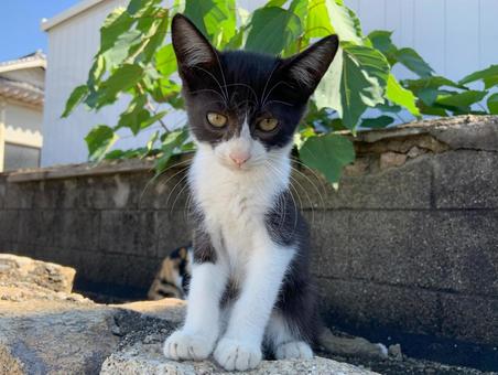 見つめてくる子猫 見つめてくる子猫の写真