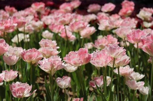 春花 春花