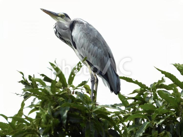 高い木の上に立つアオサギ 鳥,野鳥,アオサギの写真素材