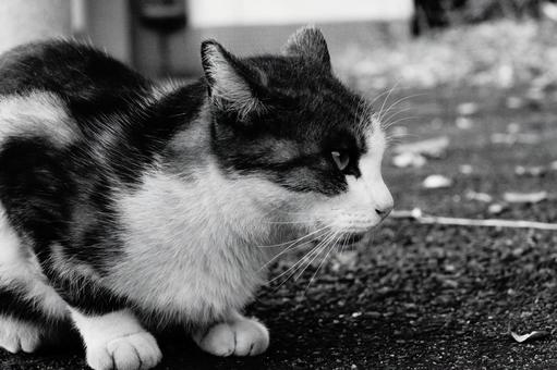 ねこ ねこ ねこ,野良,動物の写真素材