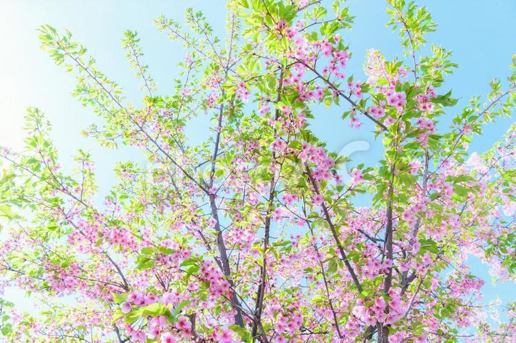 葉桜　素材　イメージ 背景,風景,壁紙の写真素材