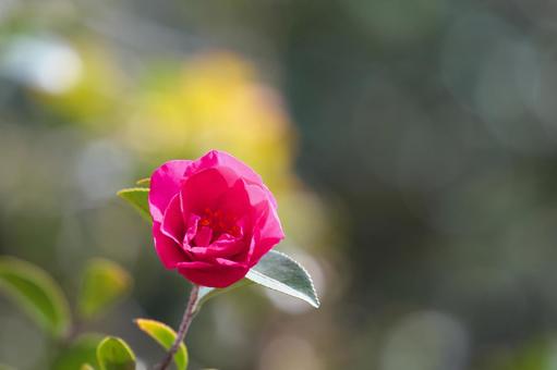 色鮮やかなサザンカの花（品種名：勘次郎） 山茶花,勘次郎,花の写真素材