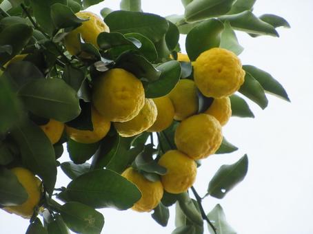 ハナユズ  ００３ ハナユズ,ハナユ,一才ゆずの写真素材