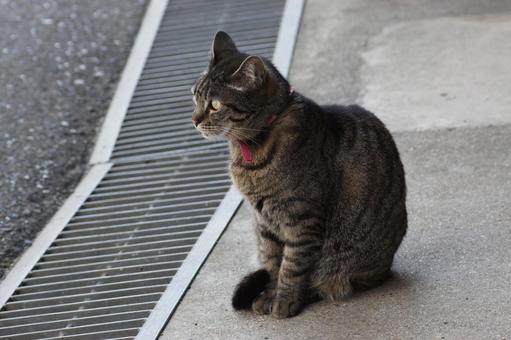 ねこ 箱座り,飼い猫,家猫の写真素材