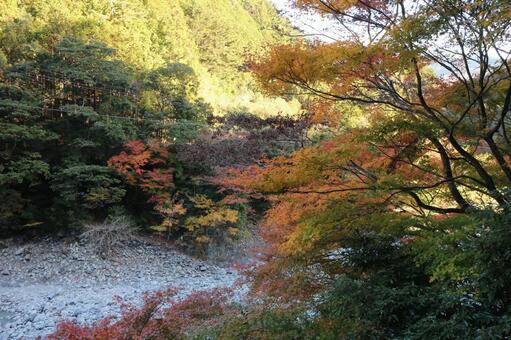 紅葉 紅葉の写真