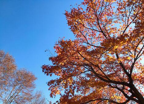 紅葉 もみじ,紅葉,四季の写真素材