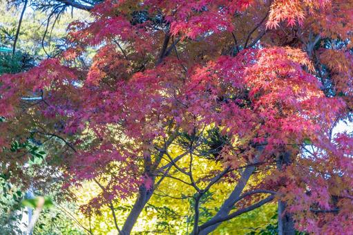秋の気配・色づく紅葉 秋の気配・色づく紅葉の写真