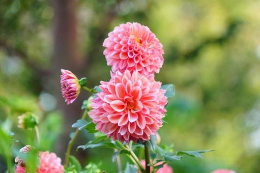 ダリア ダリア ダリア,花,朱色の写真素材