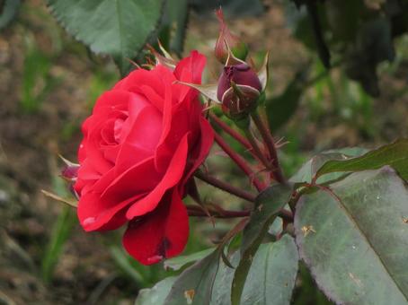 Red Rose, JPG Red Rose, JPG