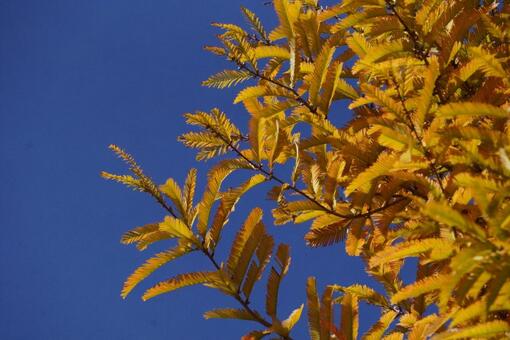 紅葉　秋 紅葉,自然,植物の写真素材