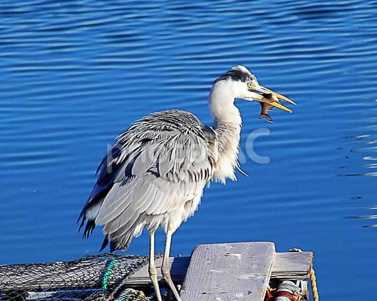 魚をくわえたアオサギ 野鳥,アオサギ,青鷺の写真素材