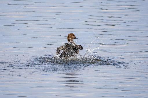 マガモの水浴び⑵の写真
