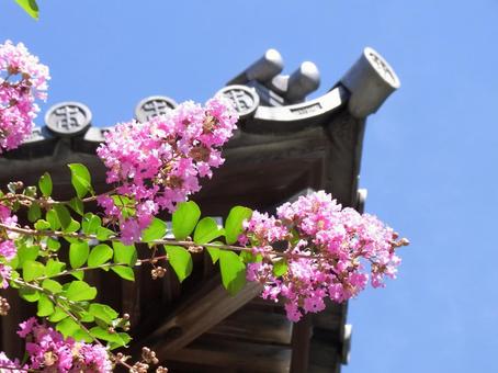 8月、和風建築の屋根とサルスベリ 8月、和風建築の屋根とサルスベリ サルスベリ,花,木の写真素材