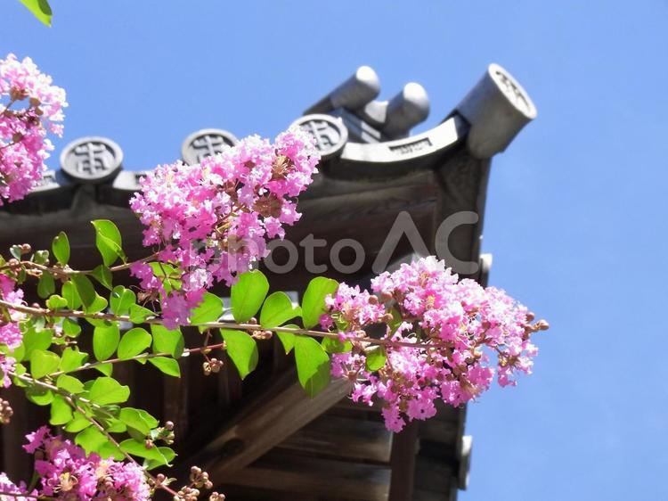 8月、和風建築の屋根とサルスベリ サルスベリ,花,木の写真素材