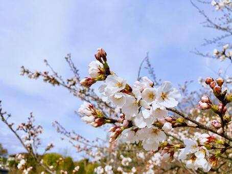 桜の季節 桜,花,ソメイヨシノの写真素材