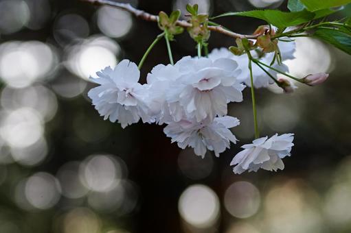 八重桜 八重桜の写真