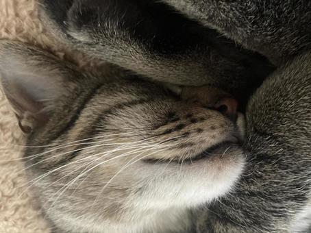 猫 猫の写真