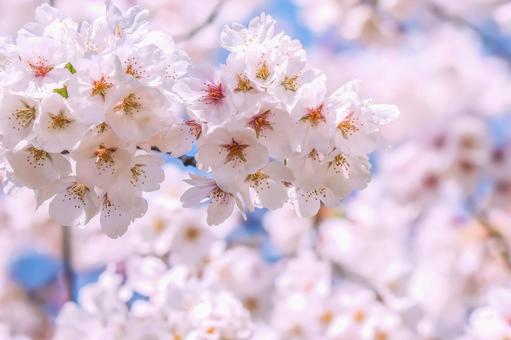 Photo, cherry blossoms, full bloom, pink, 