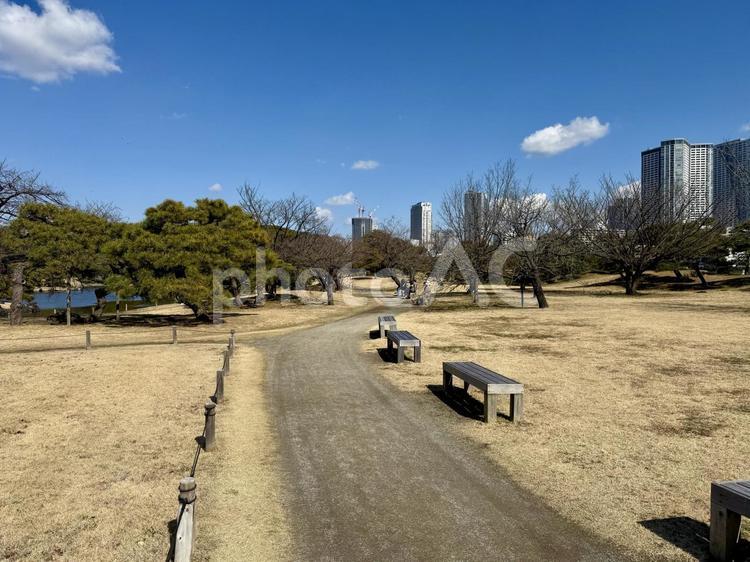 立春の浜離宮恩賜公園 枯草,潮入の池,遊歩道の写真素材