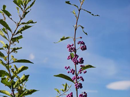 秋空に映える紫式部 紫式部,実,植物の写真素材