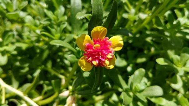 黄色い花の写真